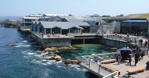 See The Monterey Bay Aquarium