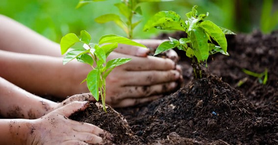 Excellent Reasons to Include Tree Planting for Employee Rewards 